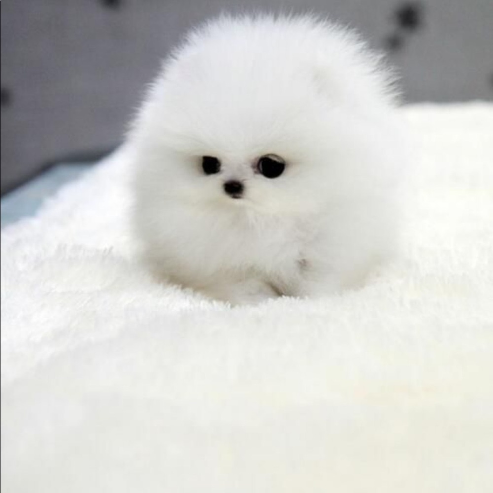 Meet your Posher, Samara